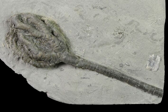 Crinoid (Onychocrinus) Fossil - Crawfordsville, Indiana #136539